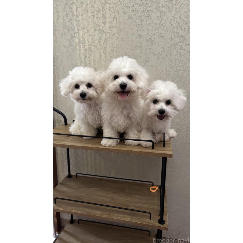 飯田悦子ブリーダーの詳細