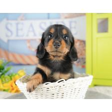 ♀︎ミニチュアダックスフンド(ロングヘアード)