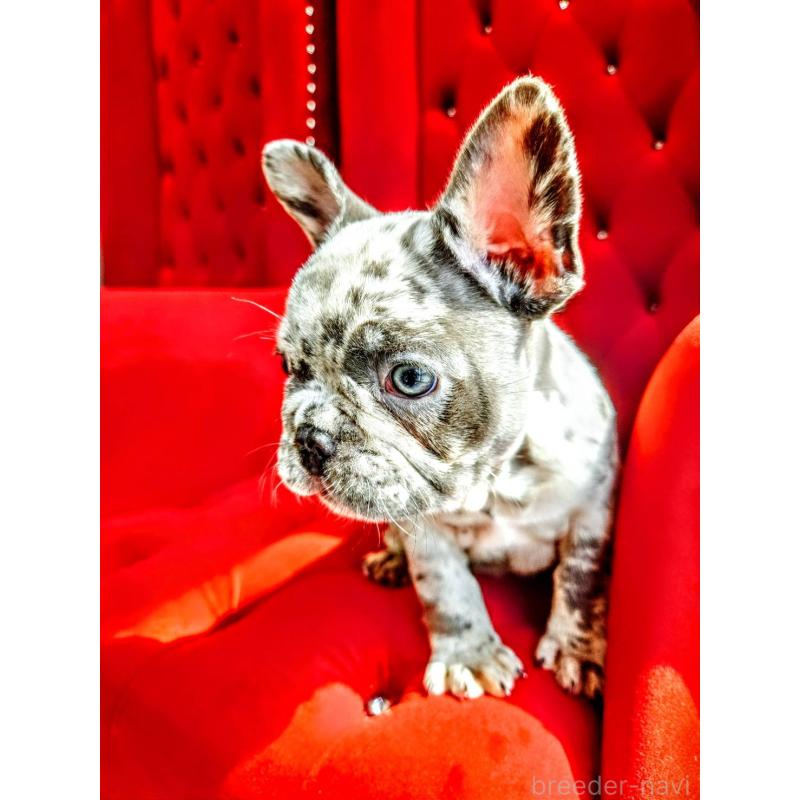 中武裕也ブリーダーの詳細