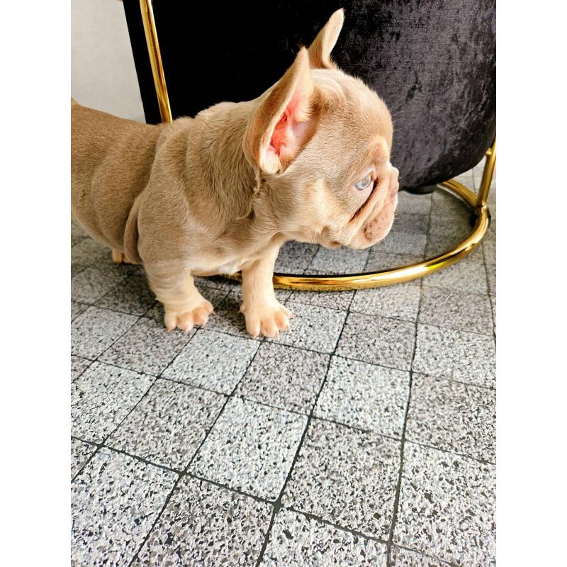 中武裕也ブリーダーの詳細