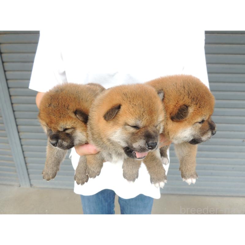 藤原一也ブリーダーの詳細の1枚目