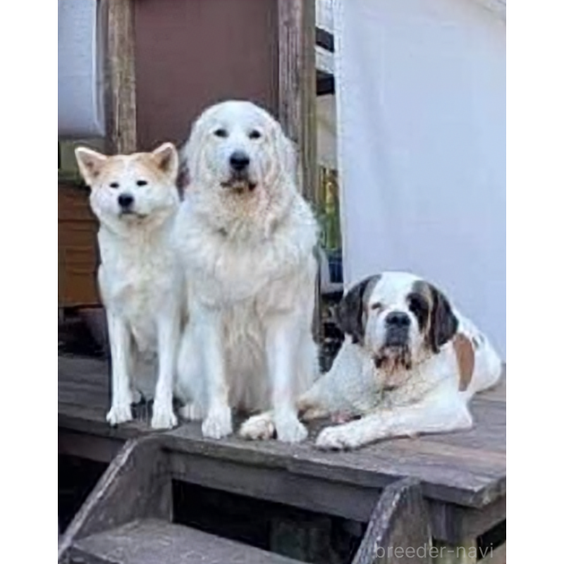 栃原綾子ブリーダーの詳細の1枚目