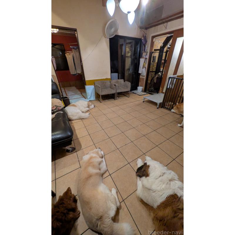 栃原綾子ブリーダーの詳細