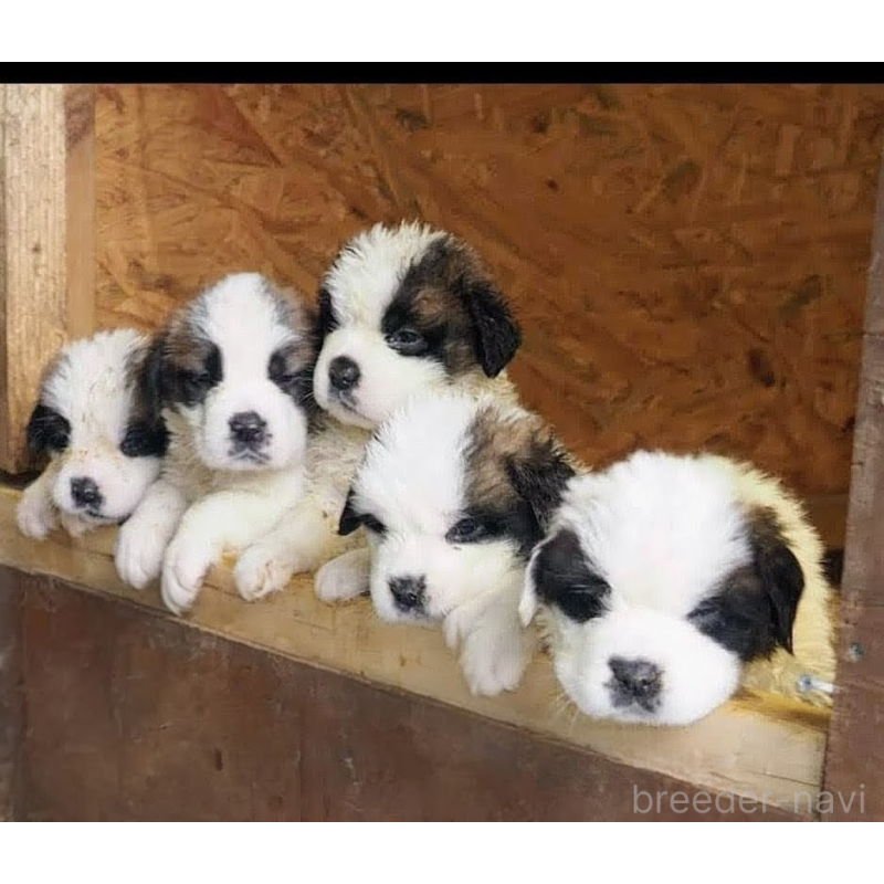 栃原綾子ブリーダーの詳細