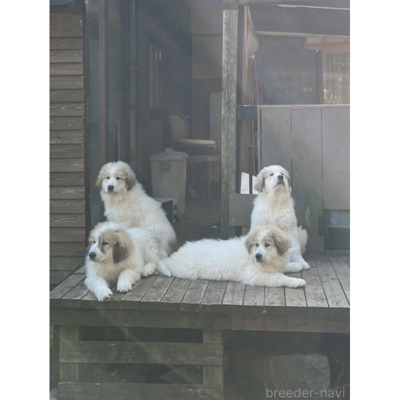 栃原綾子ブリーダーの詳細