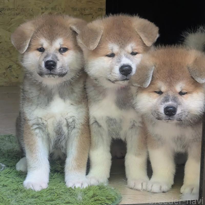 栃原綾子ブリーダーの詳細