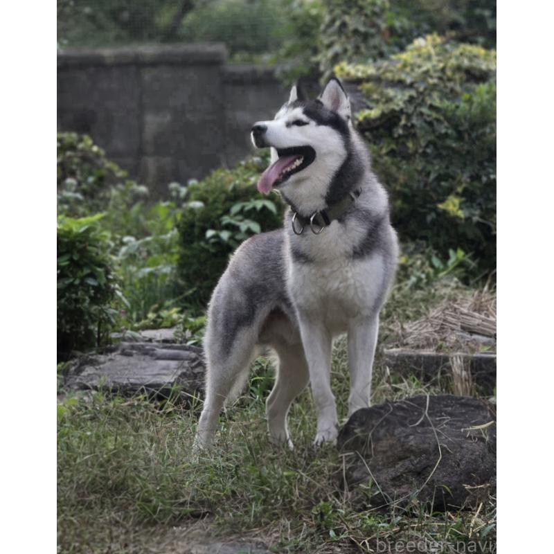 小島里沙ブリーダーの詳細