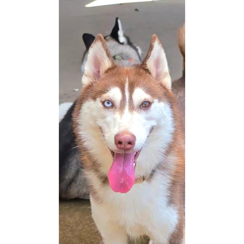 小島里沙ブリーダーの詳細