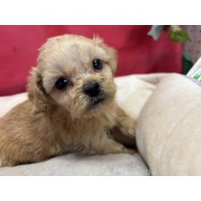 ♀︎ミックス犬