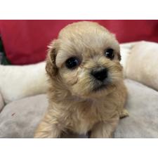 ♀︎ミックス犬