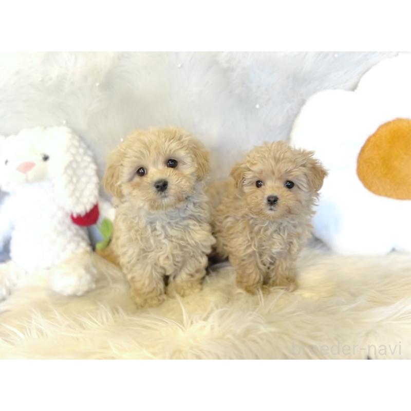 青木佳廉ブリーダーの詳細の1枚目