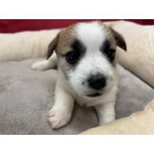 ♀︎ジャックラッセルテリア