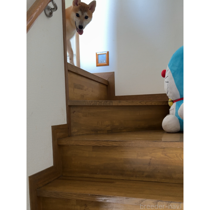 李哲ブリーダーの詳細