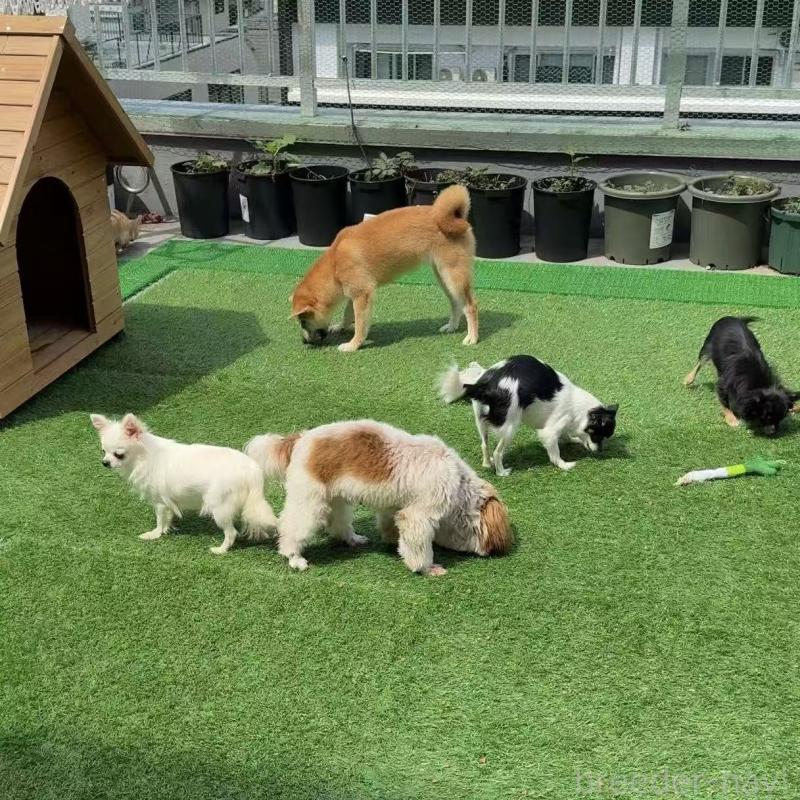 李哲ブリーダーの詳細