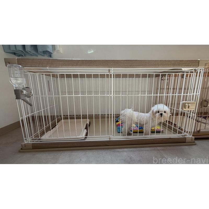 李哲ブリーダーの詳細