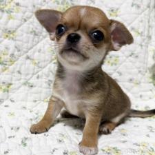 ♀︎チワワ(スムースコート)