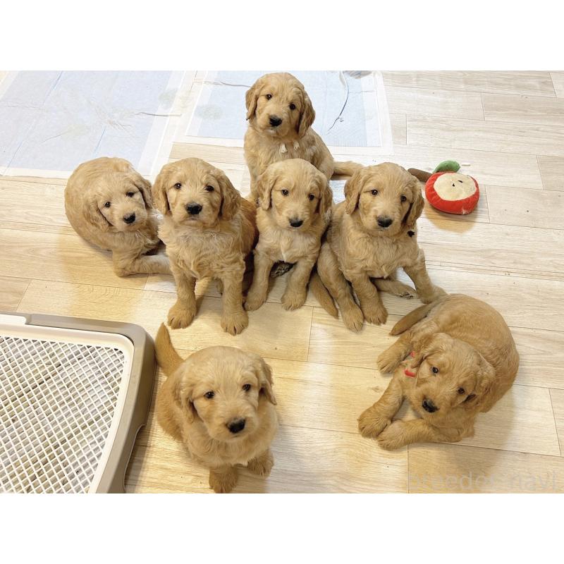 中川優華ブリーダーの詳細