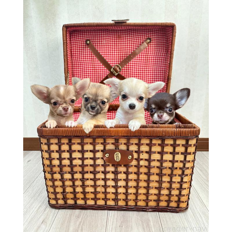 中川優華ブリーダーの詳細