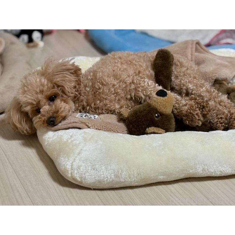 禎雅実ブリーダーの詳細