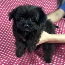 ♀︎ポメプー:ポメラニアン×トイプードル