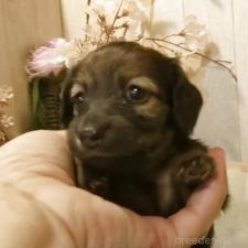 ♀︎ミニチュアダックスフンド(ロングヘアード)