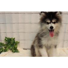 ♀︎ミックス犬