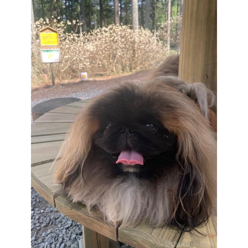 宮原由美子ブリーダーの詳細