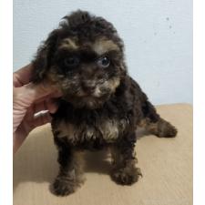 ♀︎ミニチュアプードル