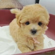 ♀︎マルプー:マルチーズ×トイプードル