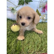 オンライン見学