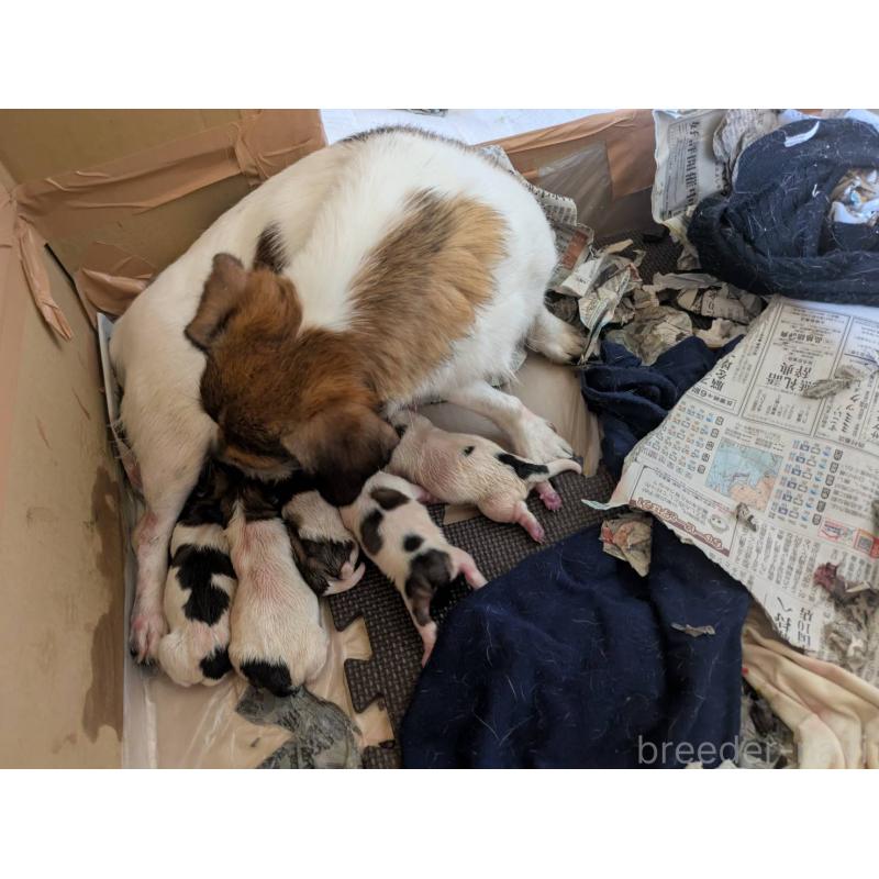 藤山達明ブリーダーの詳細の1枚目