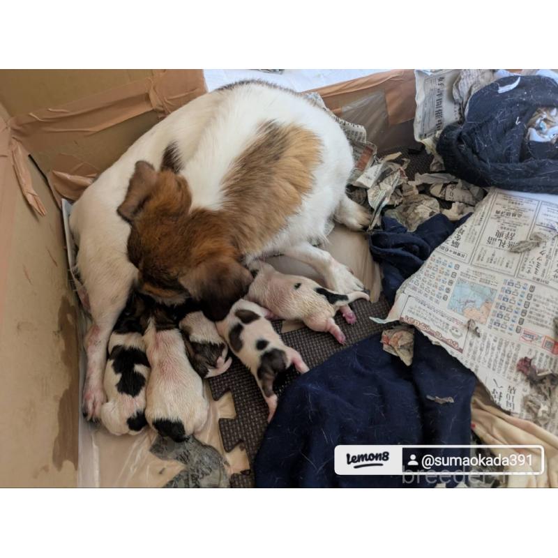 藤山達明ブリーダーの詳細