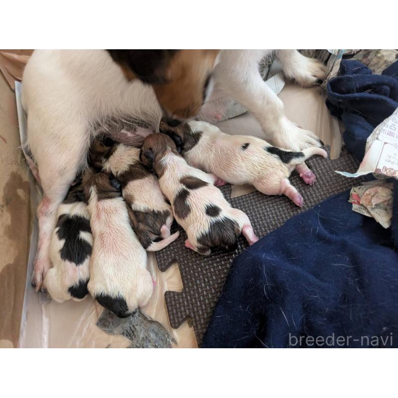 藤山達明ブリーダーの詳細