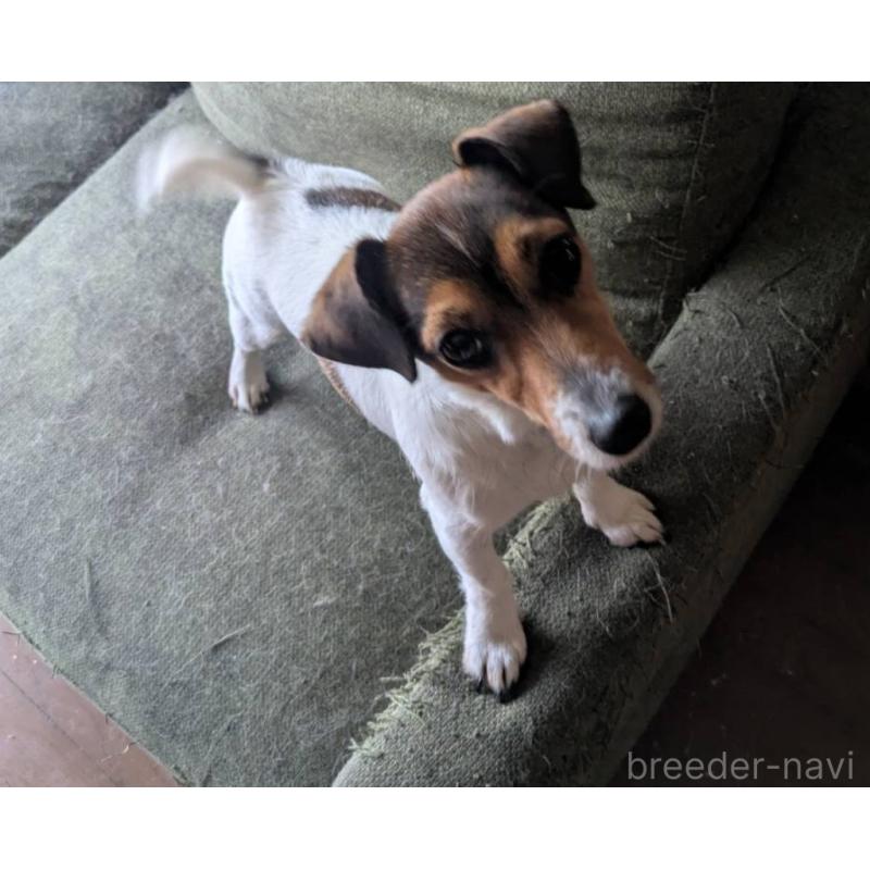 藤山達明ブリーダーの詳細