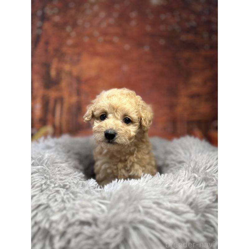 中川了司ブリーダーの詳細の1枚目