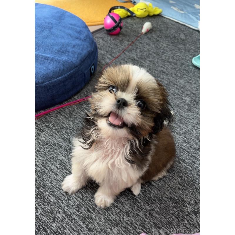 中川了司ブリーダーの詳細