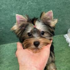 ♀︎ヨークシャーテリア