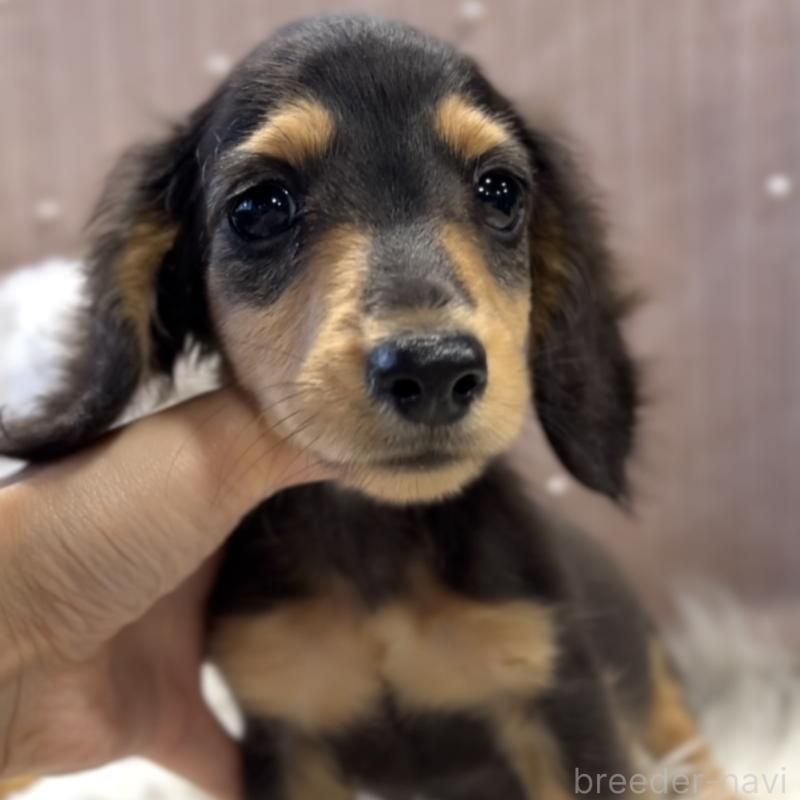 10万円以下のミニチュアダックスフンドの子犬を探す｜ブリーダーナビ