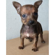 ♀︎ミックス犬