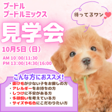 矢込晴菜ブリーダー
