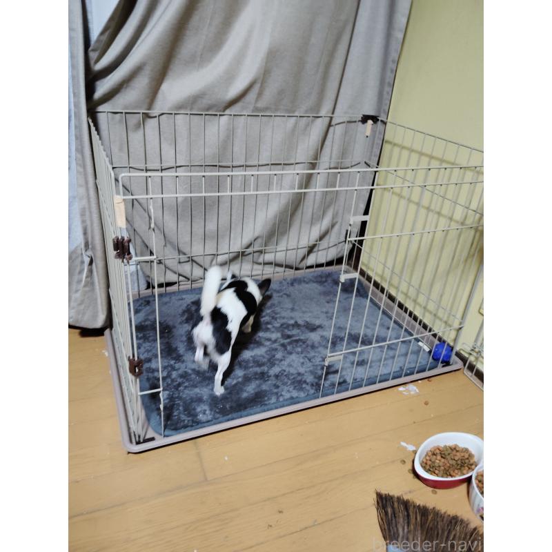 遠藤美奈子ブリーダーの詳細