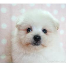 ♀︎ポメプー:ポメラニアン×トイプードル