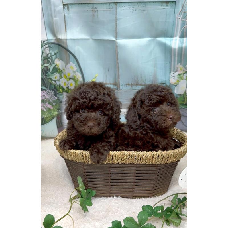 加藤美智子ブリーダーの詳細