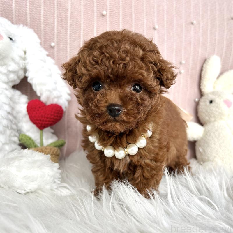 青木佳廉ブリーダーの詳細