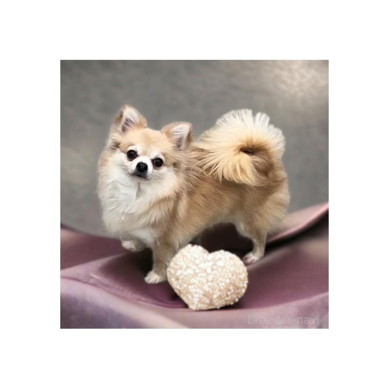 松下千春ブリーダーの詳細