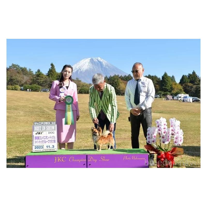 松下千春ブリーダーの詳細