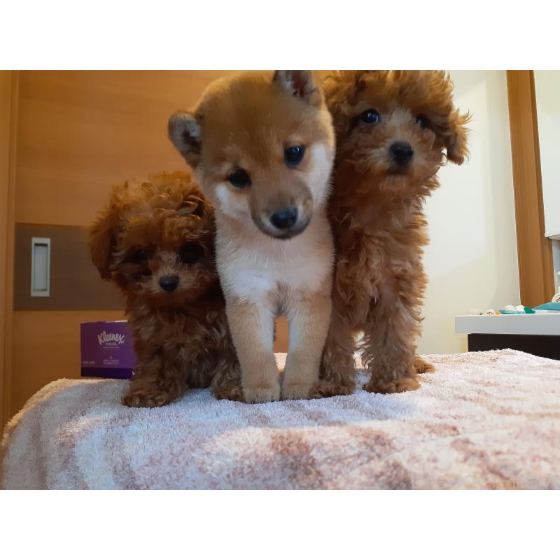 仲西峰子ブリーダーの詳細