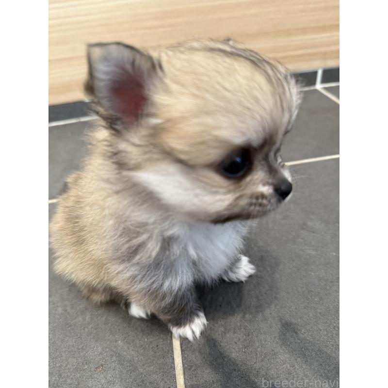 瀬賀妃樺理ブリーダーの詳細