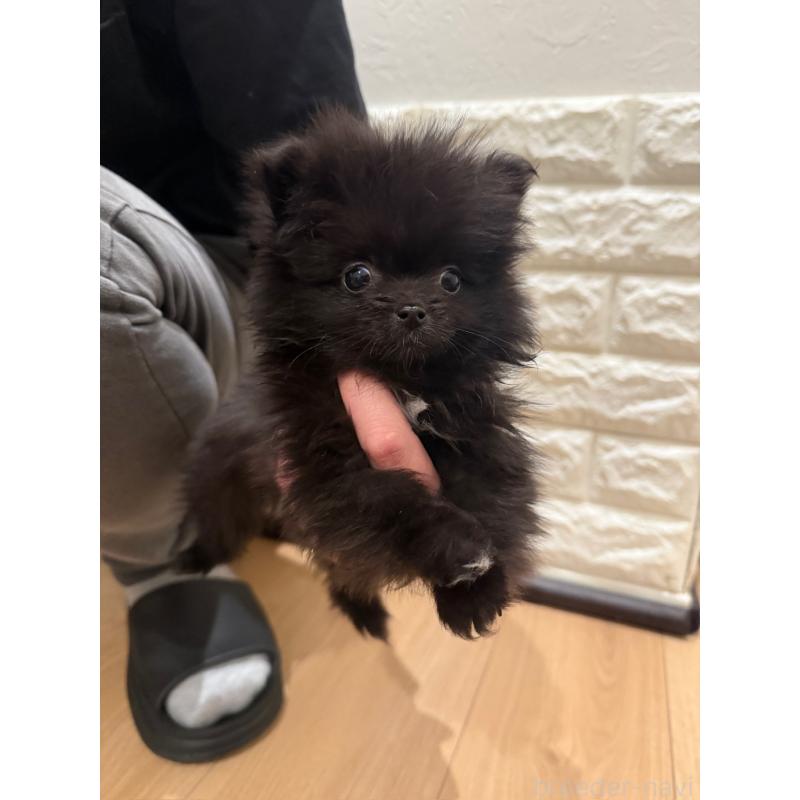 瀬賀妃樺理ブリーダーの詳細