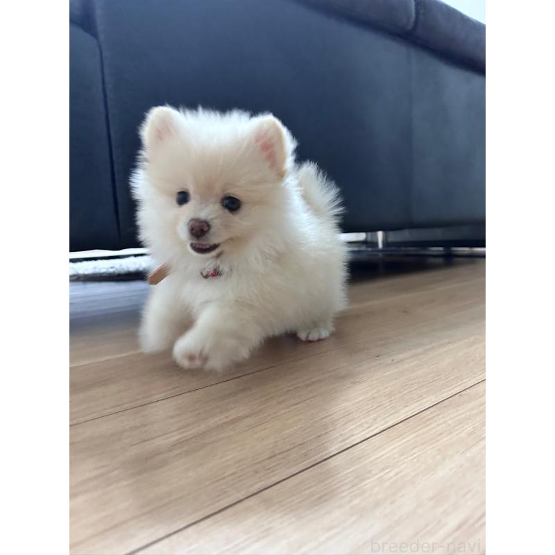 瀬賀妃樺理ブリーダーの詳細